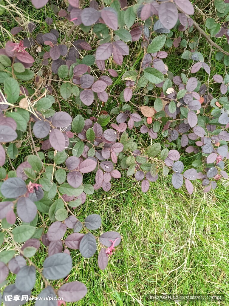 綠葉間的紫葉植物