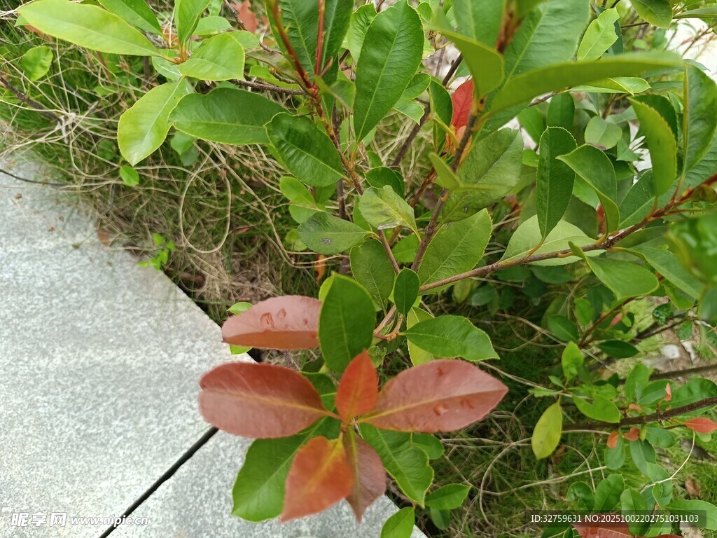 路邊紅綠相間的植物