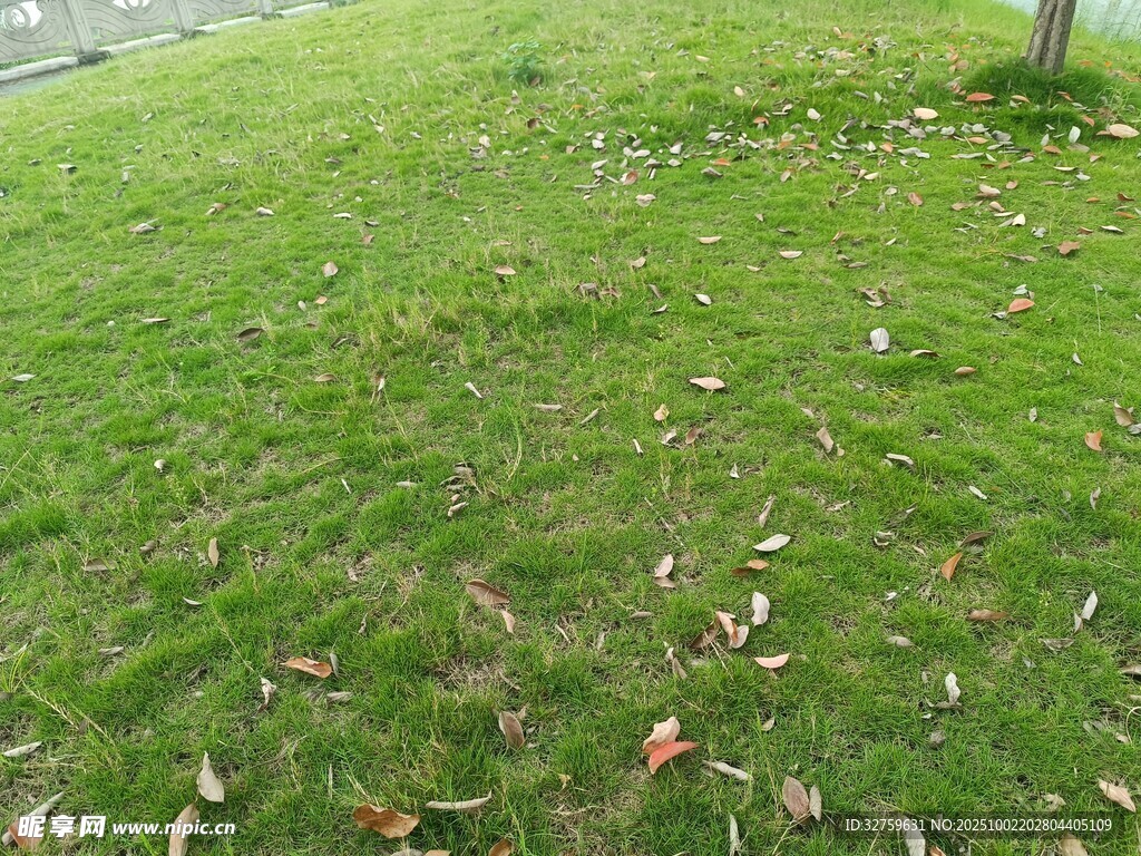 草地落葉景象