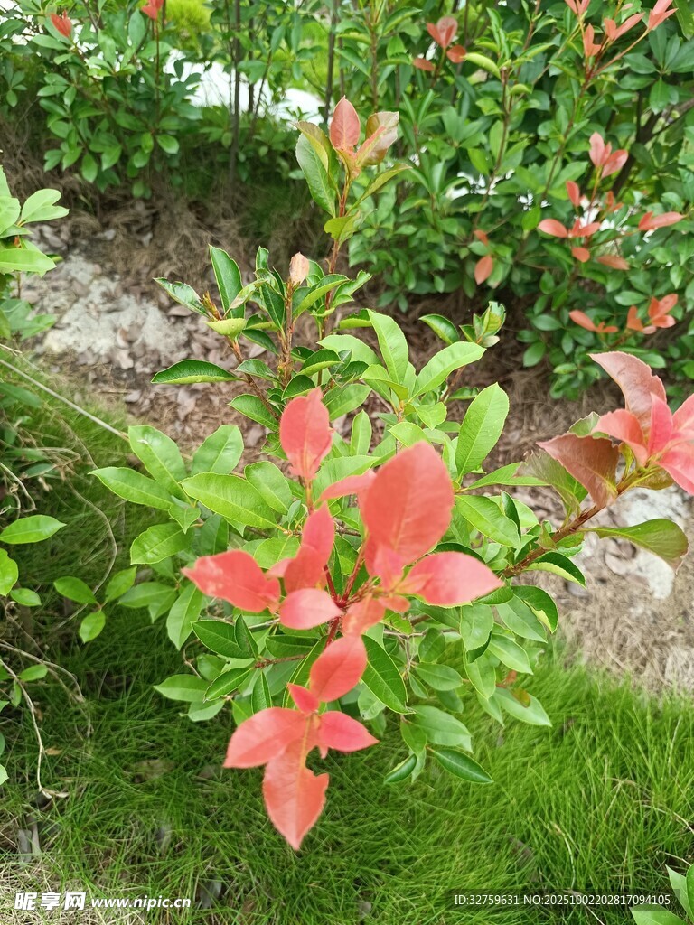 鮮艷紅葉點綴翠綠草地