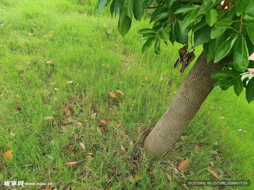 樹下綠草與樹干景象