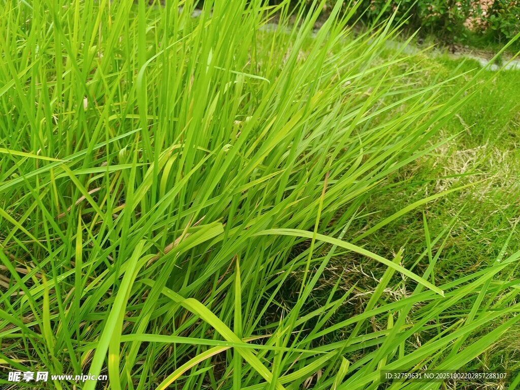 翠綠茂盛的草地