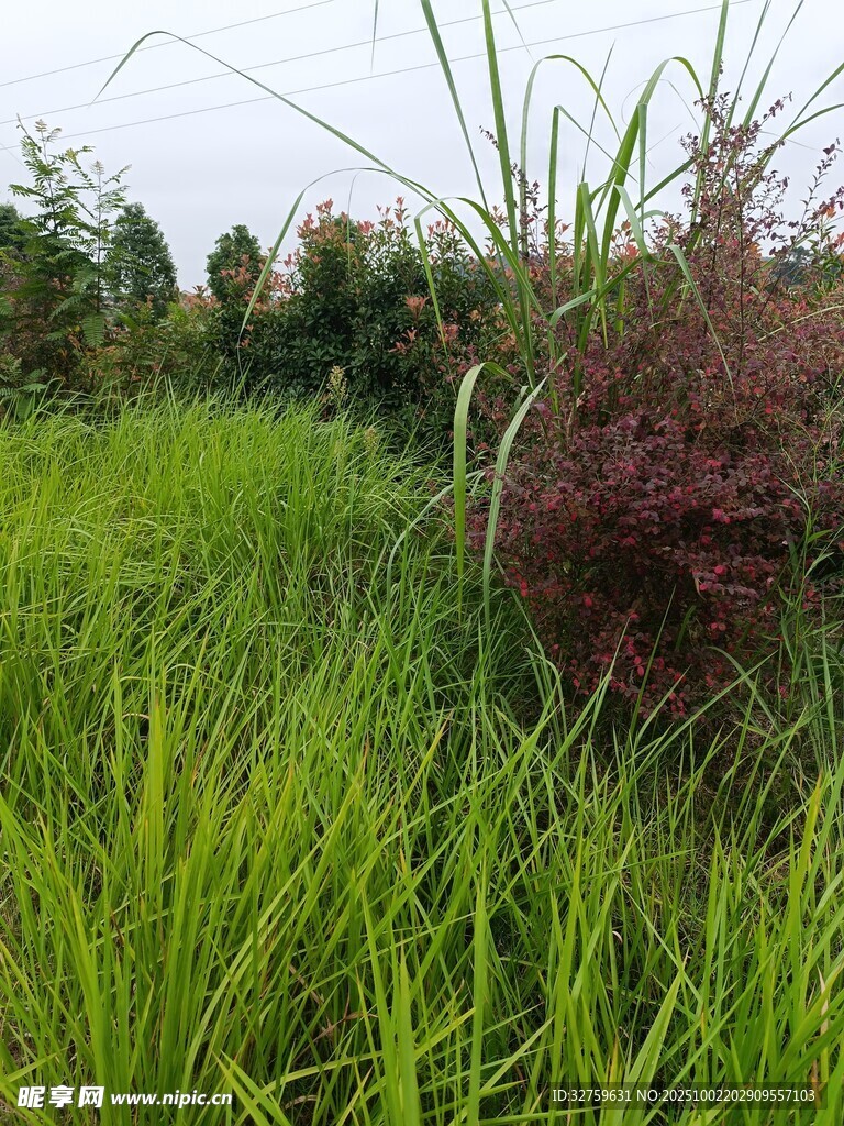 翠綠草地中的多彩植物