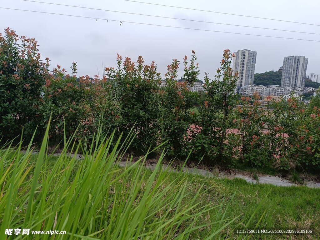 城市中盛開的花草景觀
