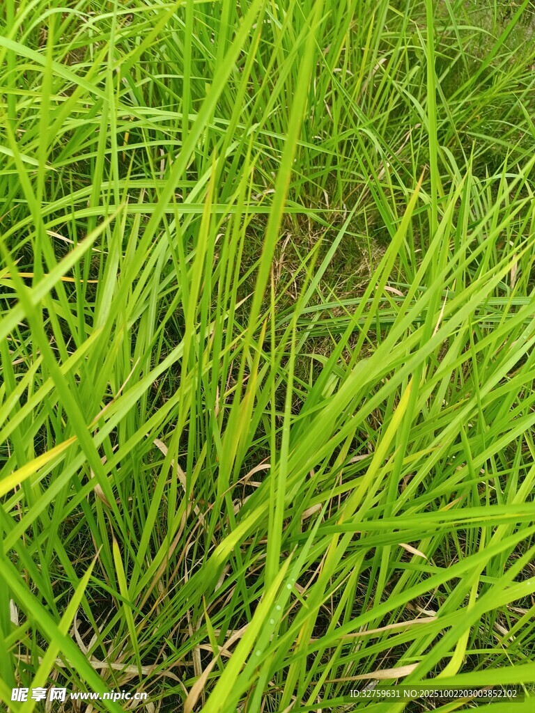 翠綠茂盛的青青草地