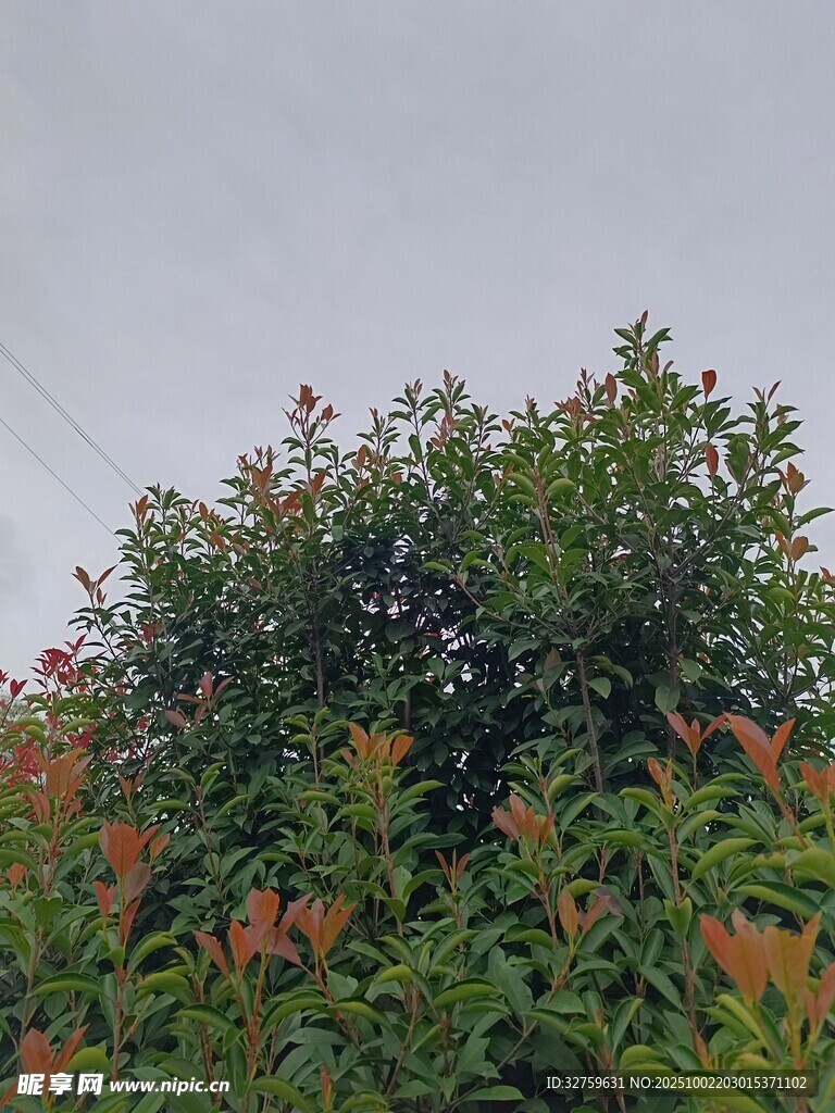 綠葉間點(diǎn)綴的絢爛花朵