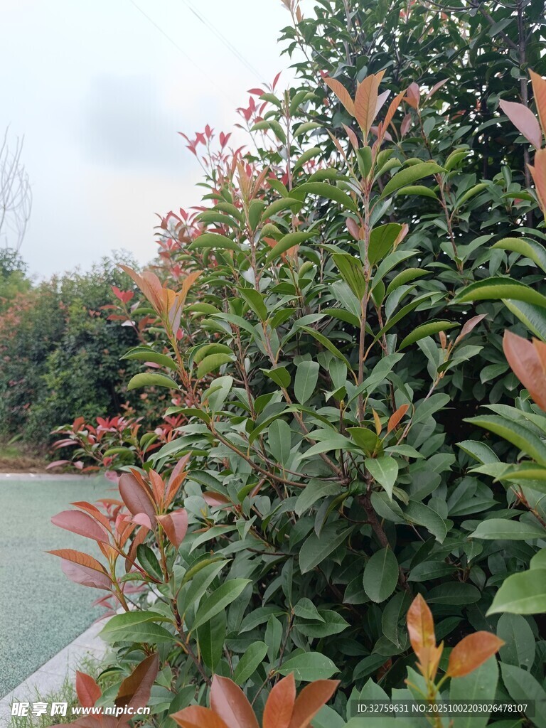 綠葉繁茂的戶外植物景觀