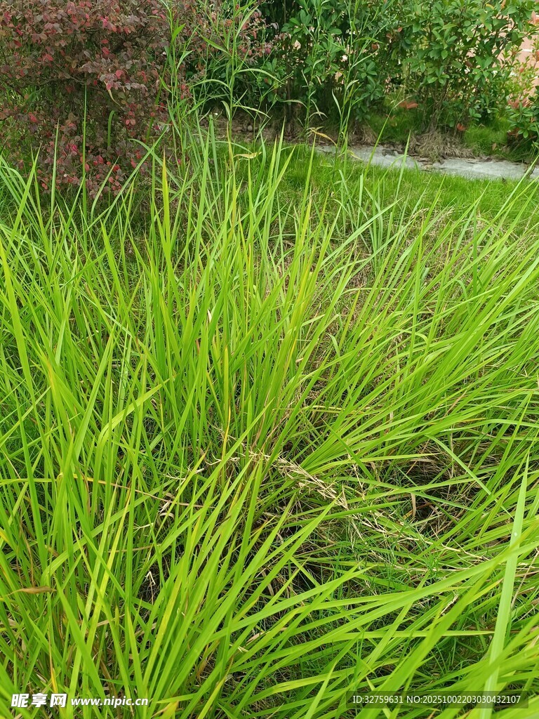 翠綠草叢