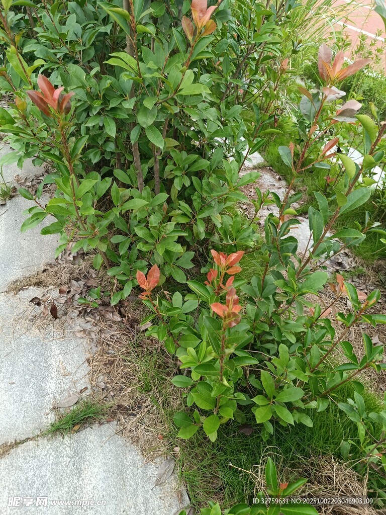 路邊綻放的多彩花卉
