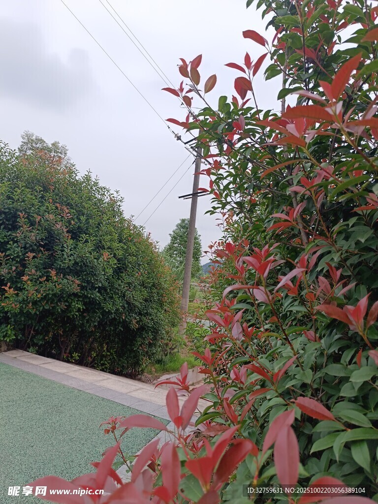 路邊紅葉綠植景觀