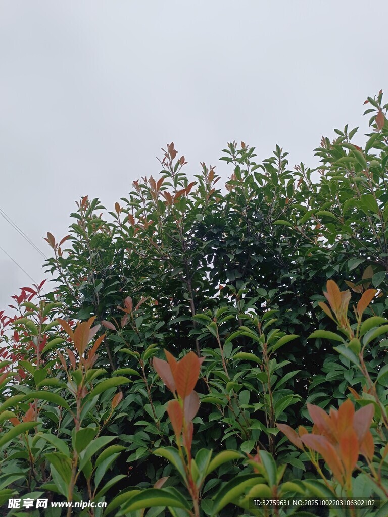 綠葉間的橙紅色葉片