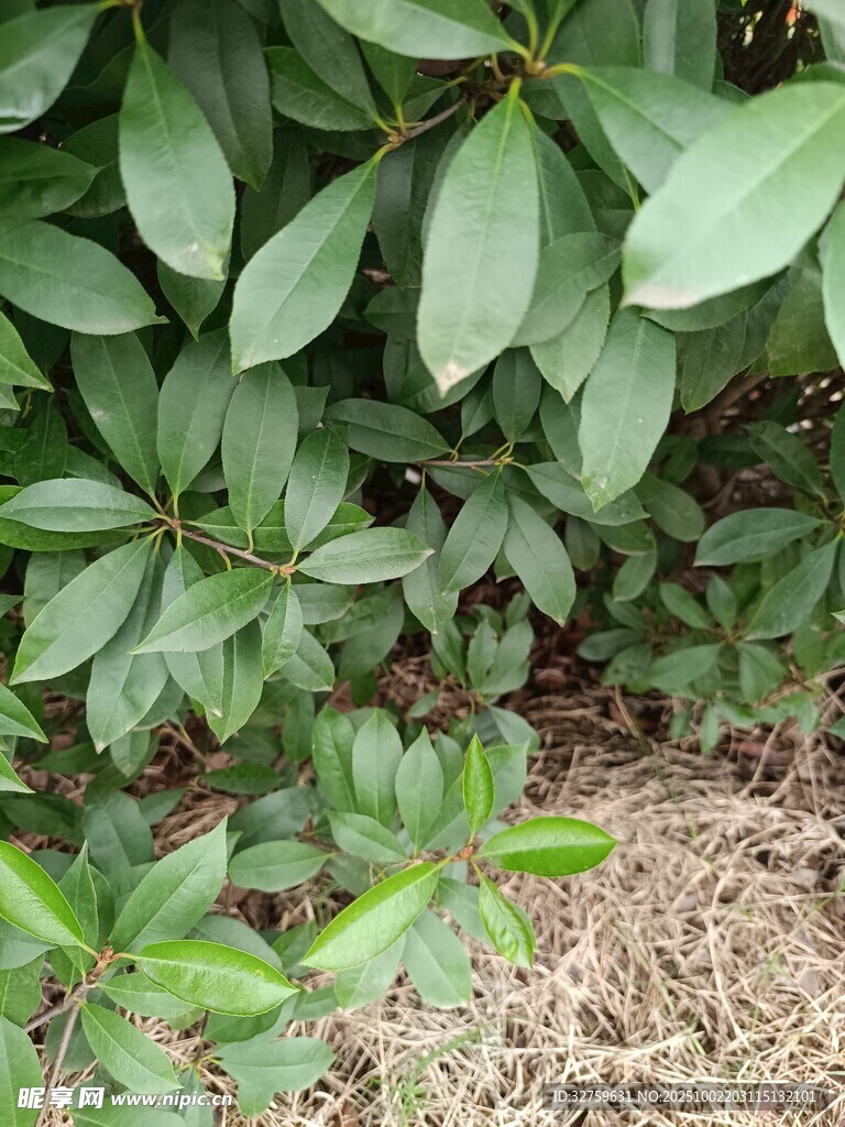 綠葉植物近景