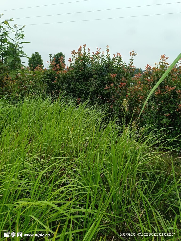 野外蔥郁草地與植物景觀