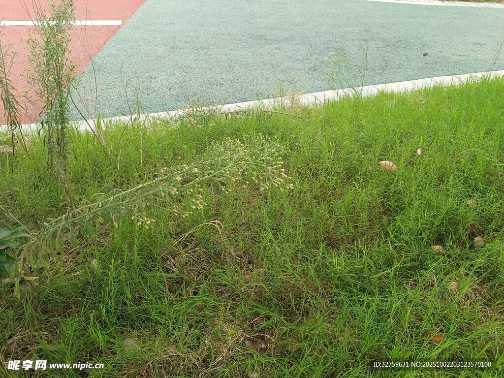 球場(chǎng)邊的翠綠草地