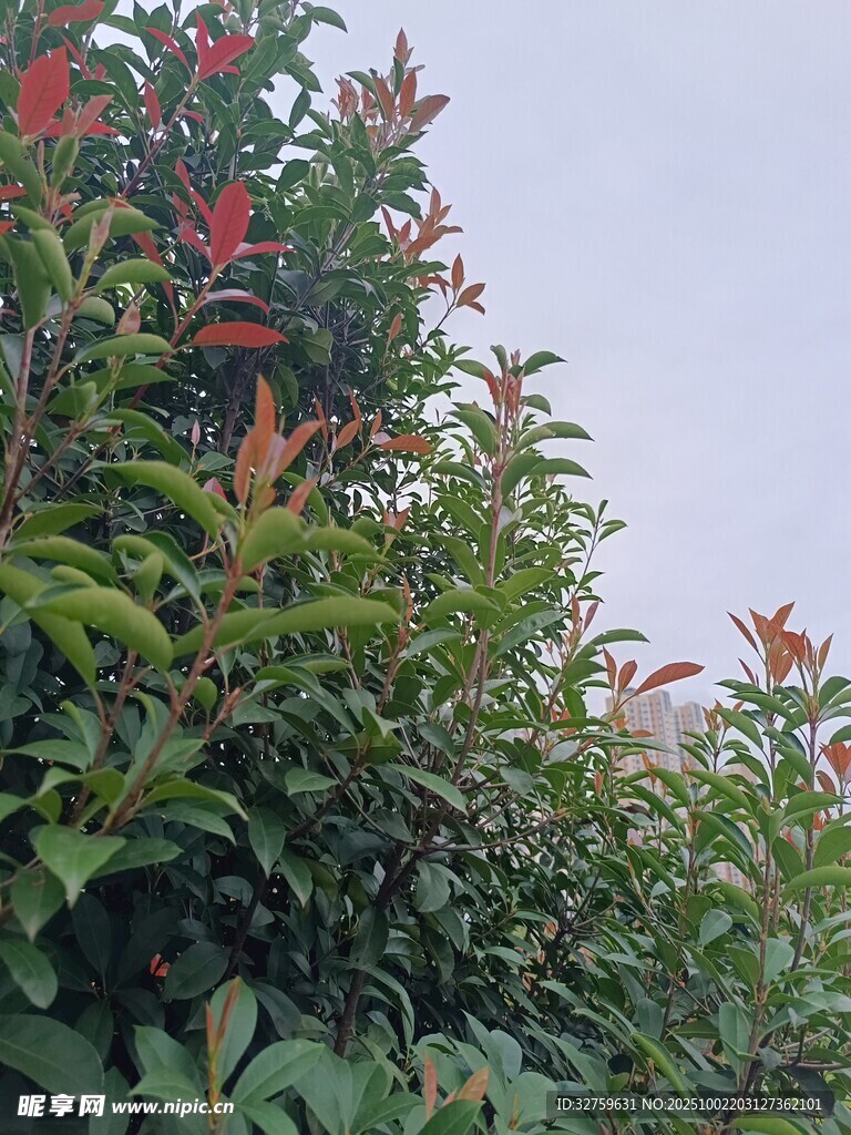 綠葉紅花的繁茂植物景觀