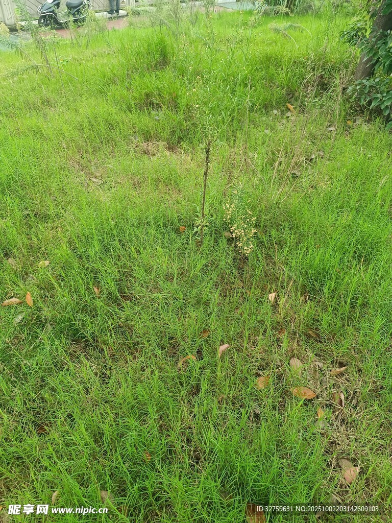 翠綠草地風(fēng)景