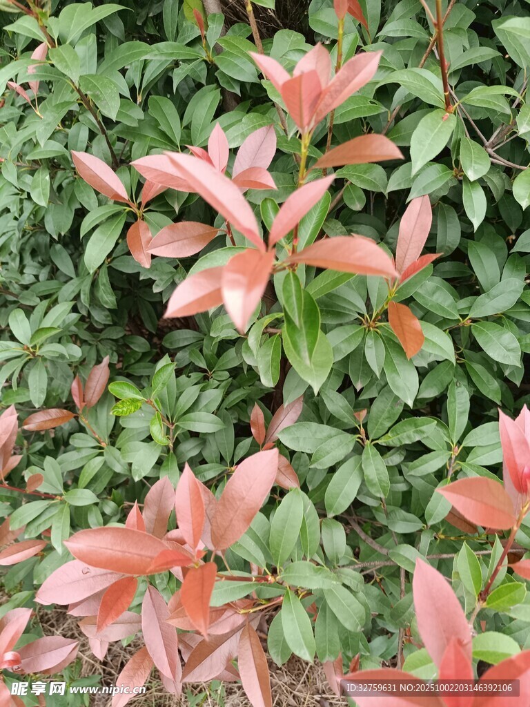粉色葉片的綠植景觀