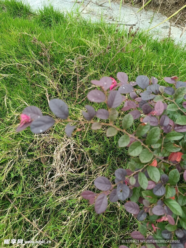 綠葉間的紫葉植物景觀