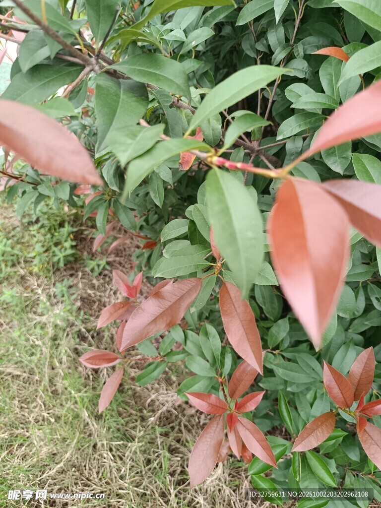 紅葉灌木特寫