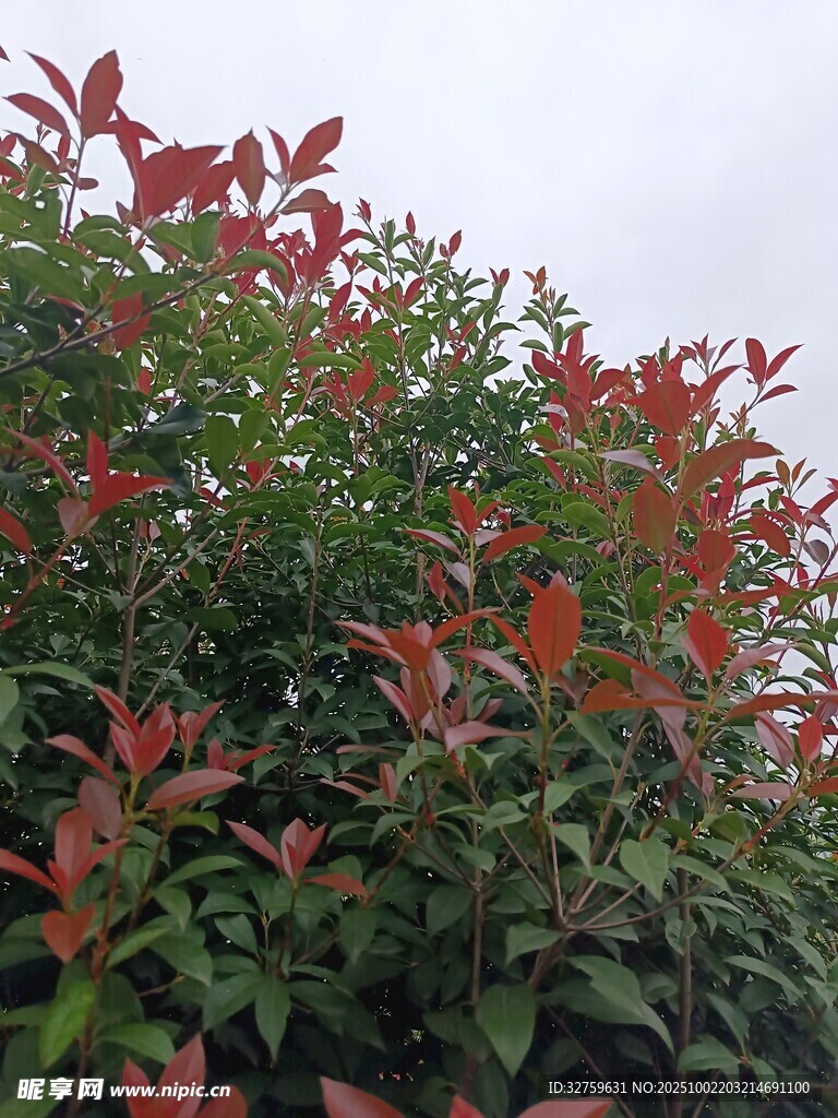 紅葉灌木景觀