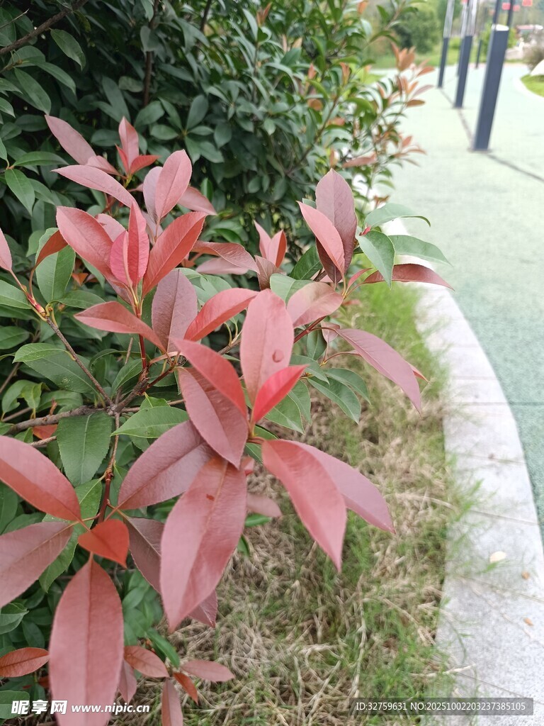 路邊紅葉綠植景觀
