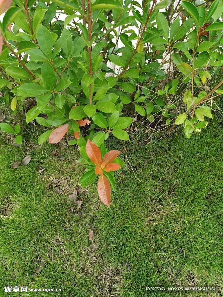 綠葉間的橙紅葉片