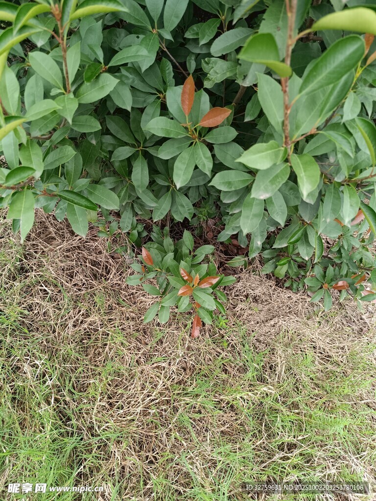 綠葉與地面的自然景致