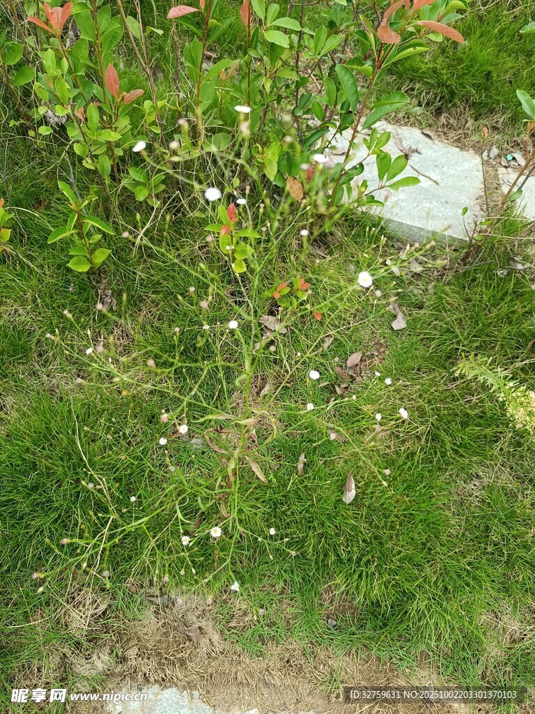 草地中的綠植與石塊