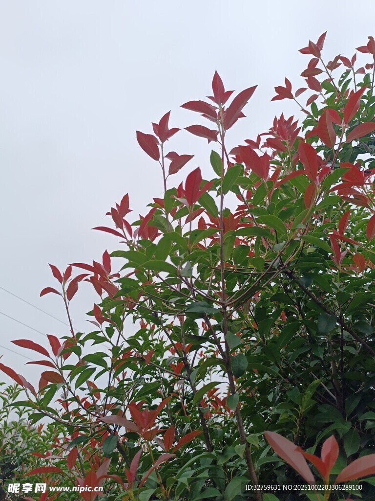 紅綠葉植物特寫