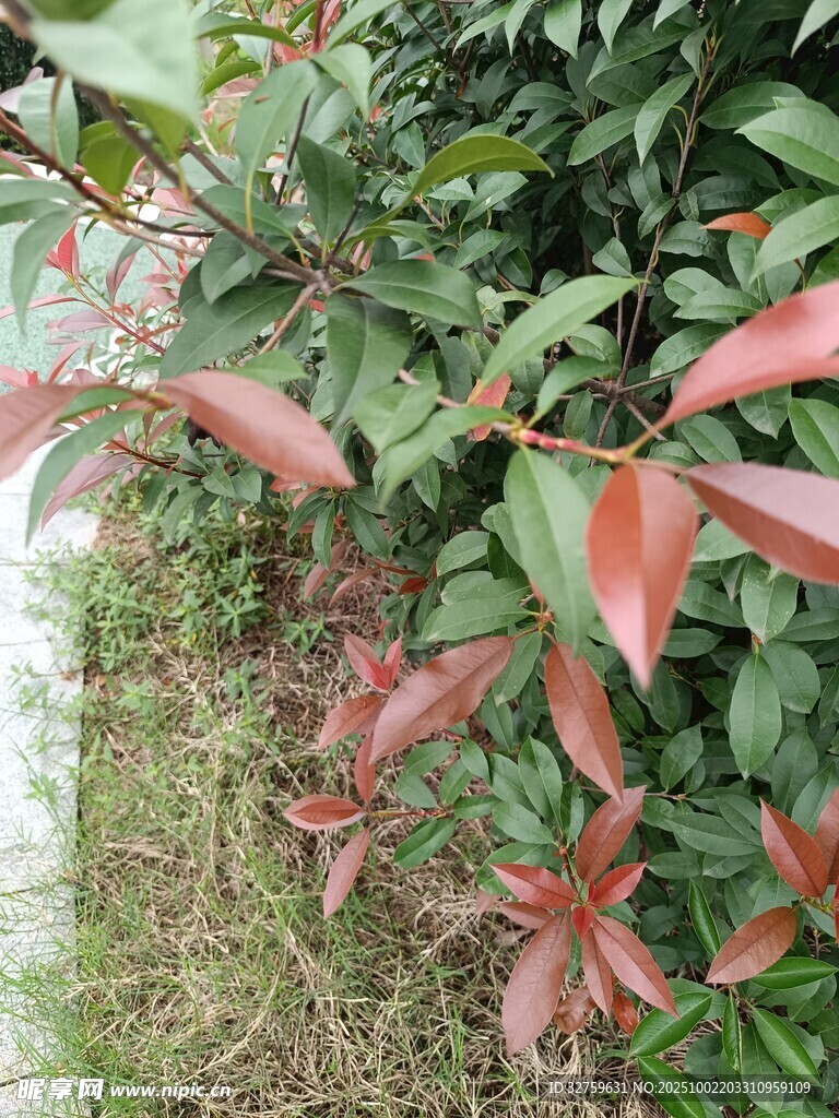 紅葉綠植特寫