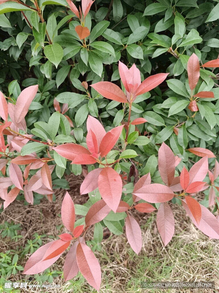 粉紅葉片植物特寫
