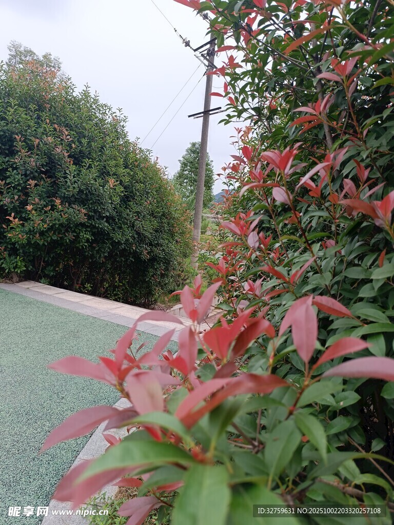 路邊紅綠葉植物景觀