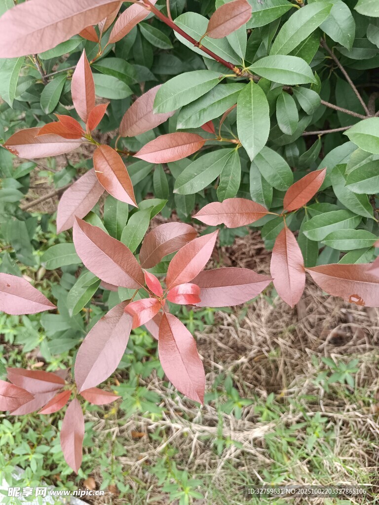 紅葉綠植特寫