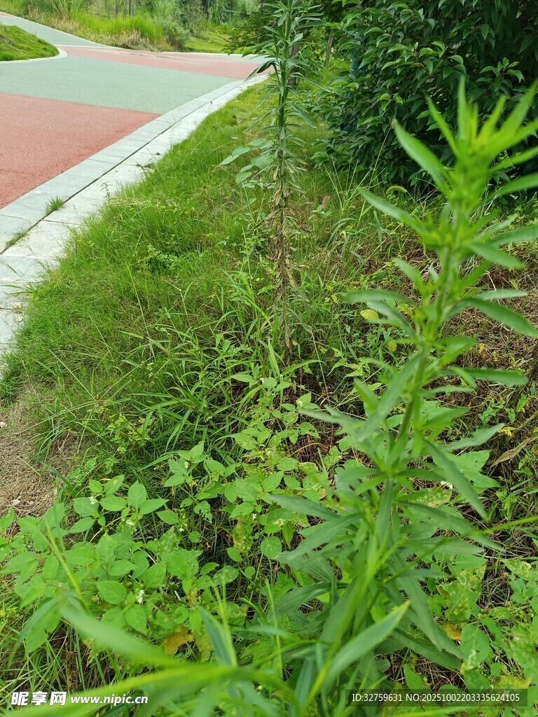 路邊翠綠繁茂的野生植物