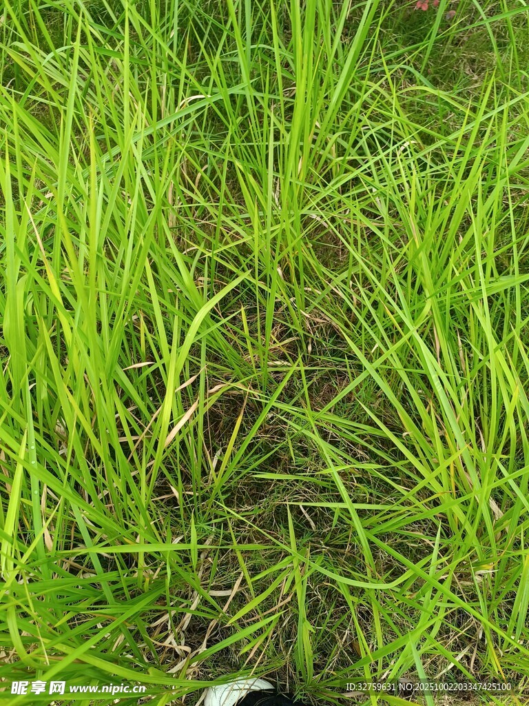 嫩綠叢生的清新野草