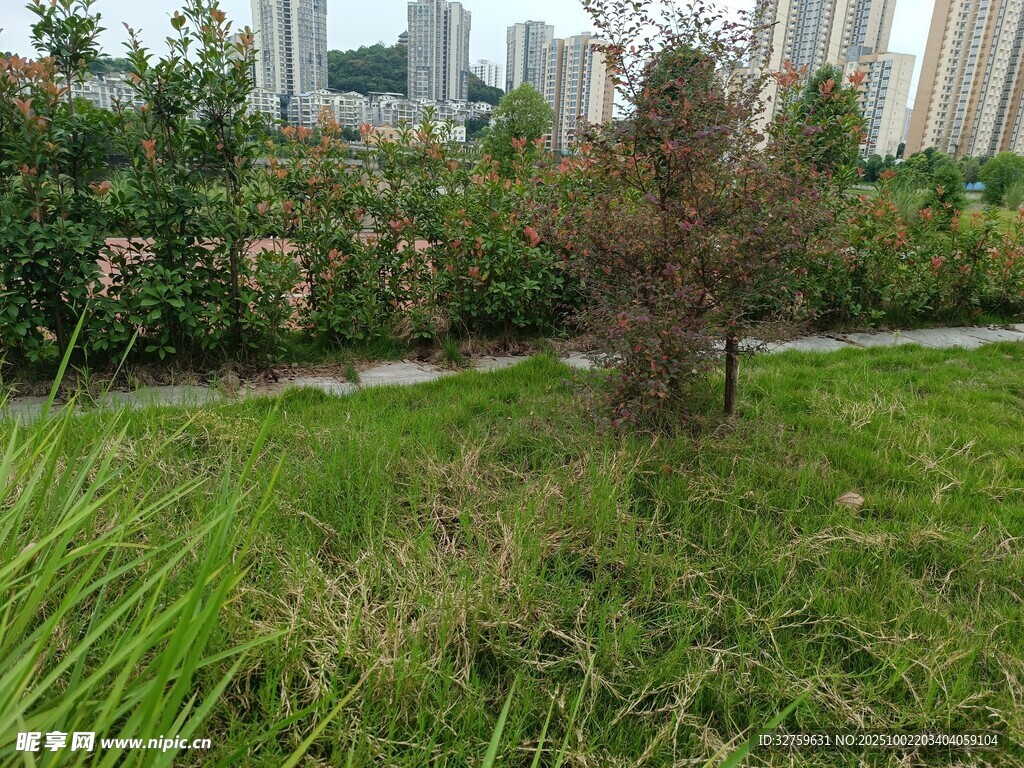 城市綠地中的綠植景觀