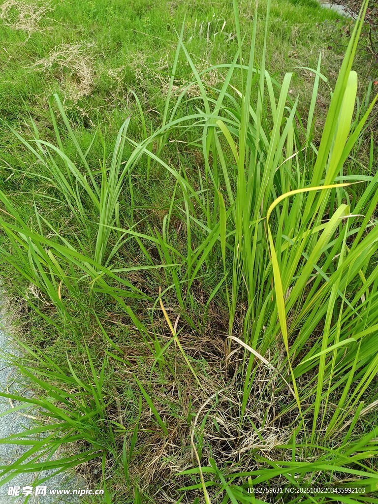 路邊翠綠茂盛的草叢