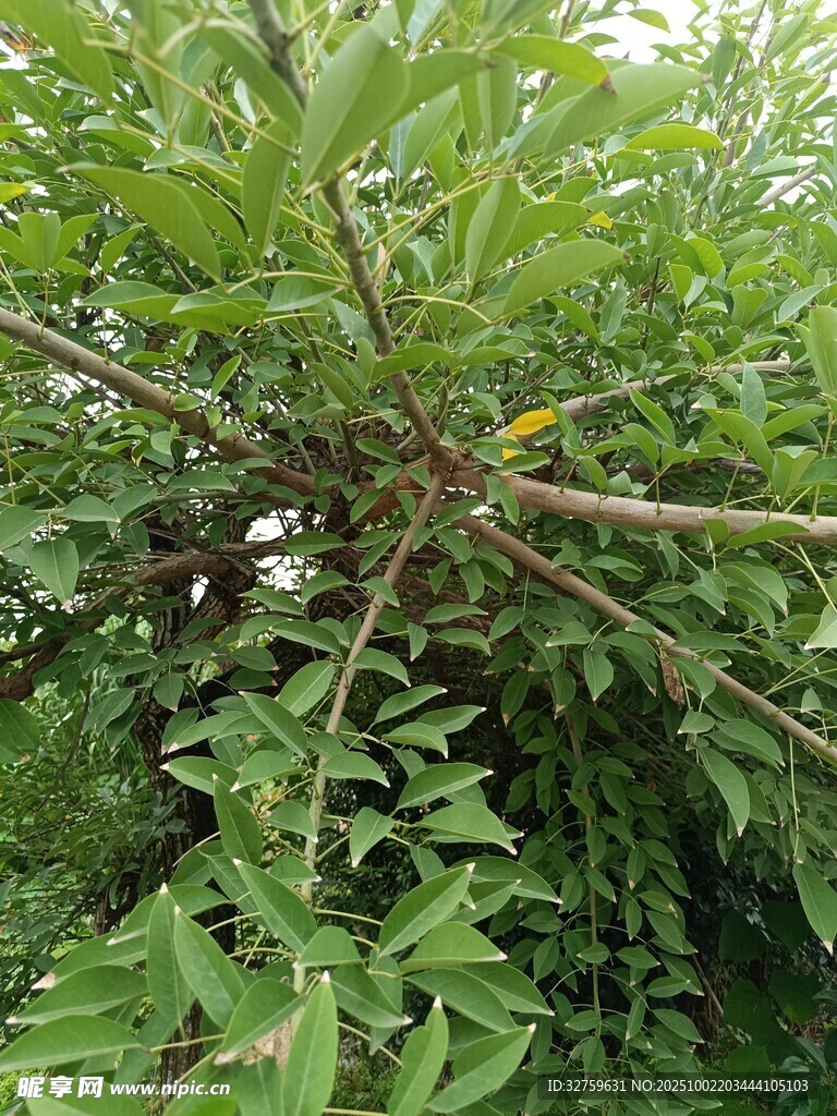 帶刺植物特寫