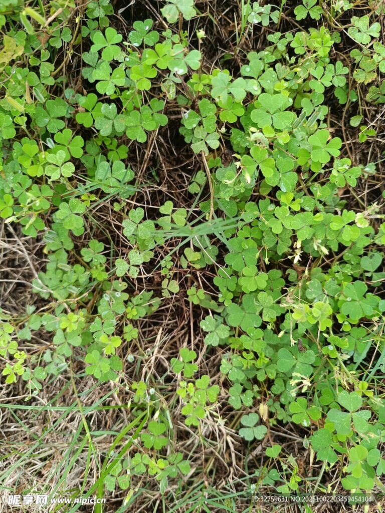 翠綠繁茂的地面綠植景觀