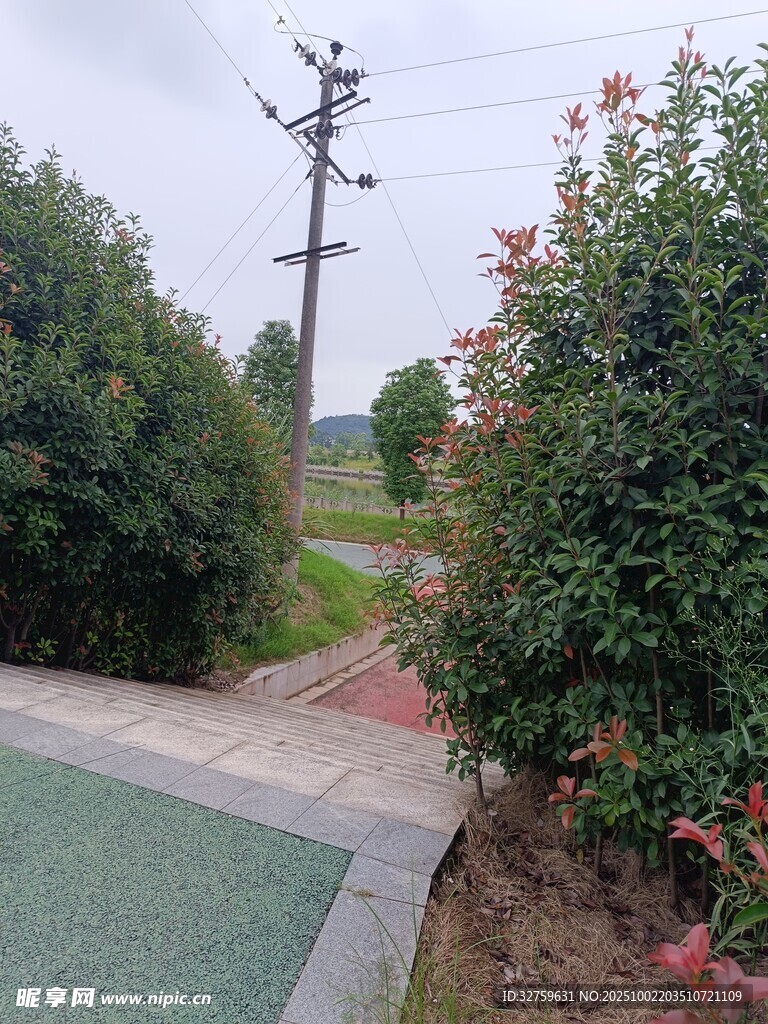 鄉(xiāng)村路旁綠植與電線桿
