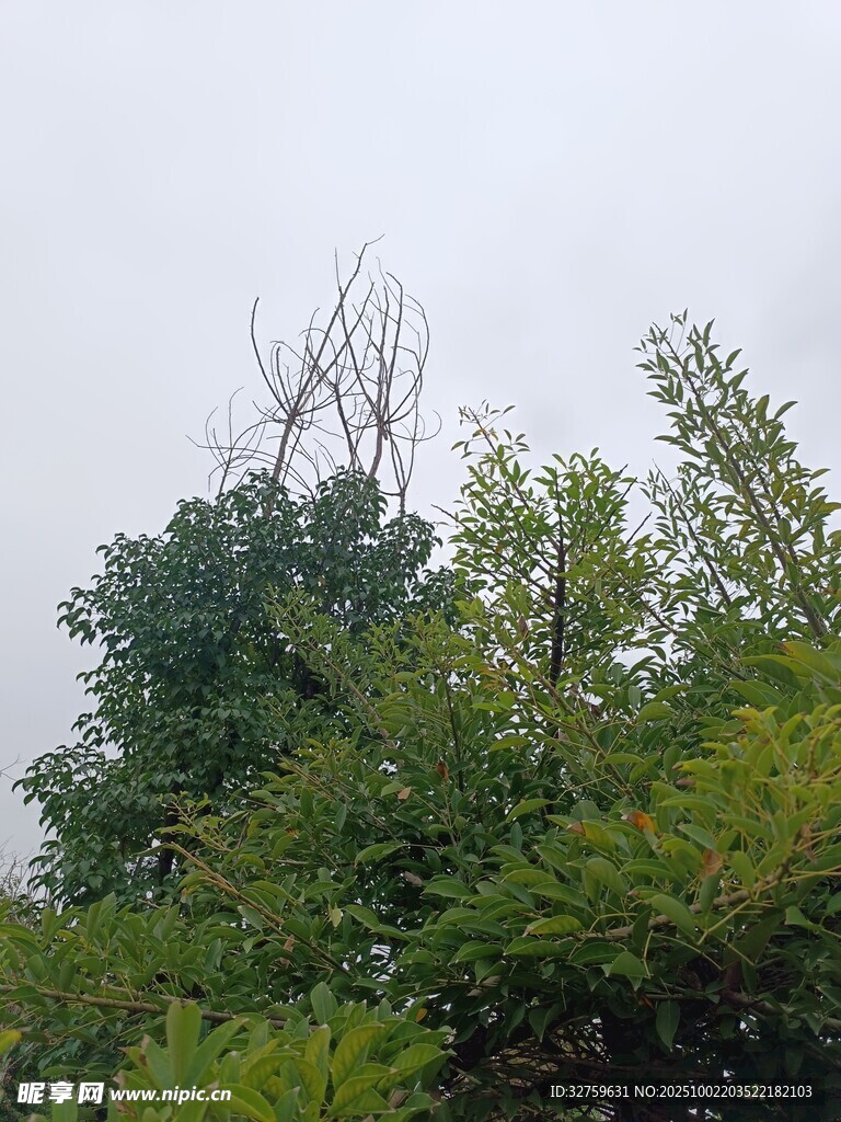 綠樹成蔭的自然景象