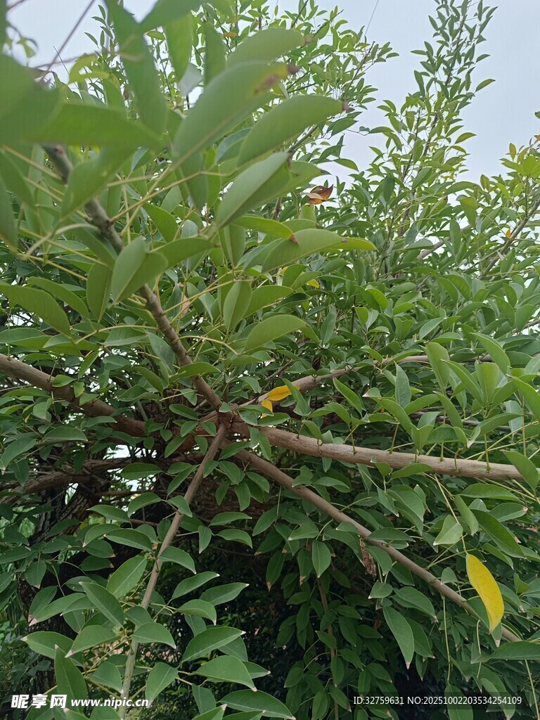 繁茂綠植中的黃色枝葉