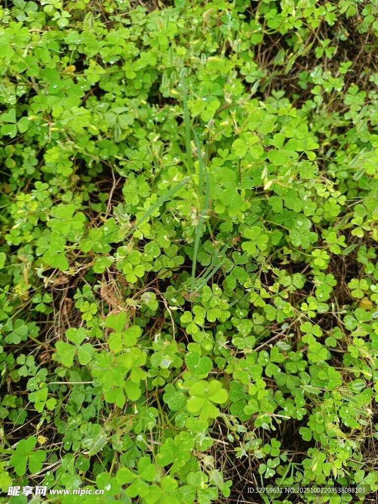 翠綠繁茂的植物群落