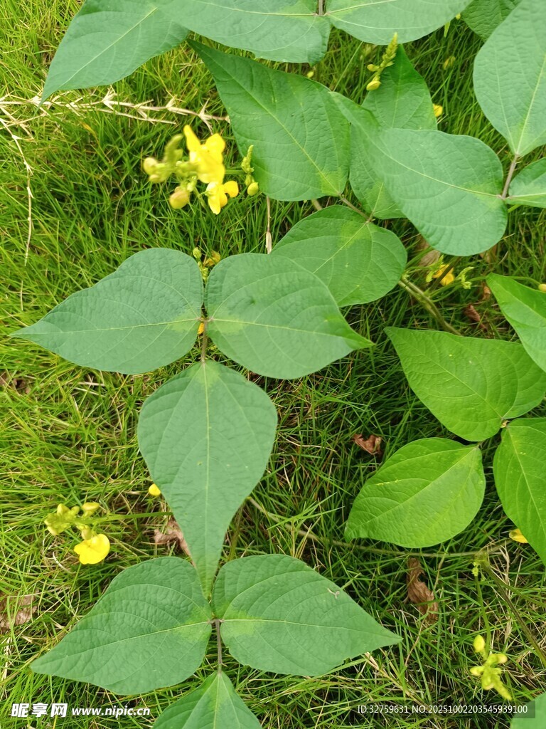 綠葉叢中的黃色小花