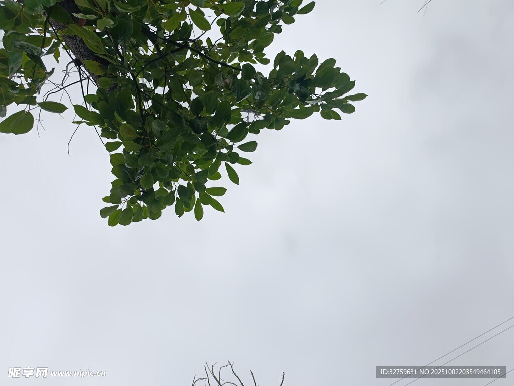仰視枝葉與灰白天空