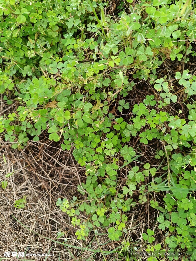 地面上的翠綠三葉草