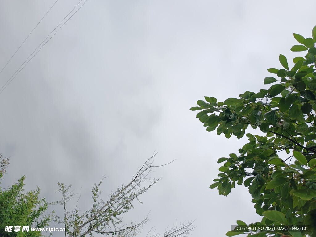 陰天中的綠樹(shù)梢景