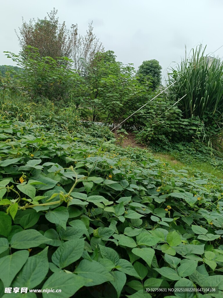 綠意盎然的農(nóng)田景象