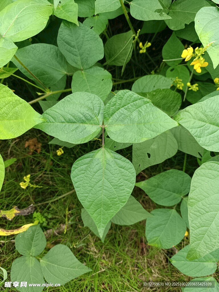 綠葉叢中的黃色小花