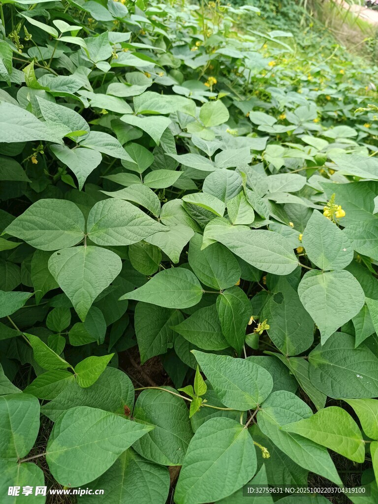 綠葉繁茂的紅薯植株